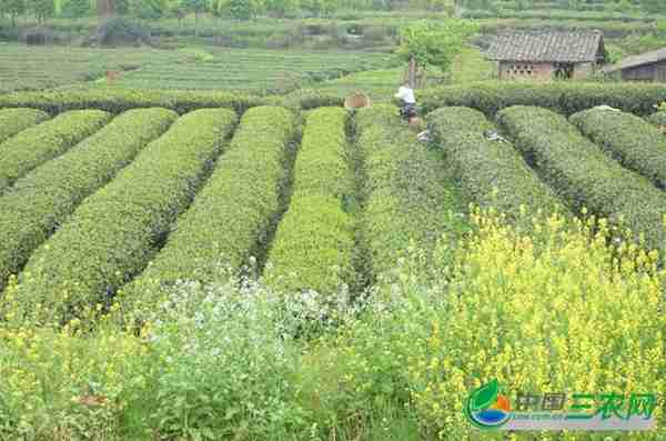 茶树生长地环境要求是什么(茶树生长地环境要求有哪些)